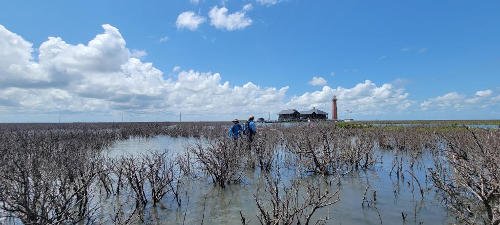 Taking porewater measurements in the sediment within the mangrove habitat.
