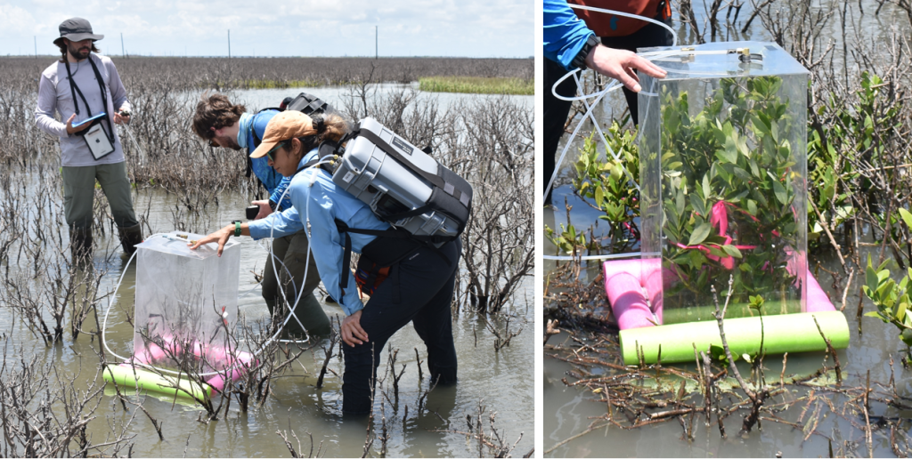 Measuring gas exchange over a dead mangrove (left) and a live one (right).