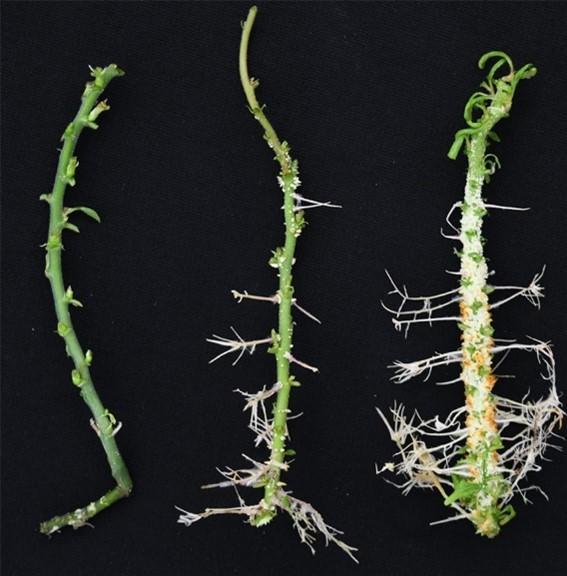 Two hybrid poplar plants, middle and right, engineered with the PtrXB38 hub gene exhibited a drastic increase in root and callus formation compared with a wild-type control plant, left. Credit: Tao Yao/ORNL, U.S. Dept. of Energy