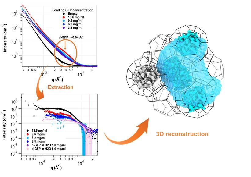 Protein Arrangement in Metal-Organic Framework