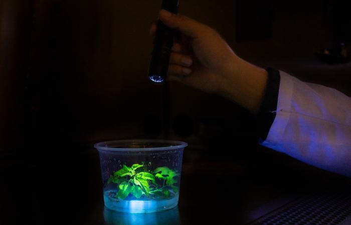 New approach ‘stacks’ genes for faster plant transformation