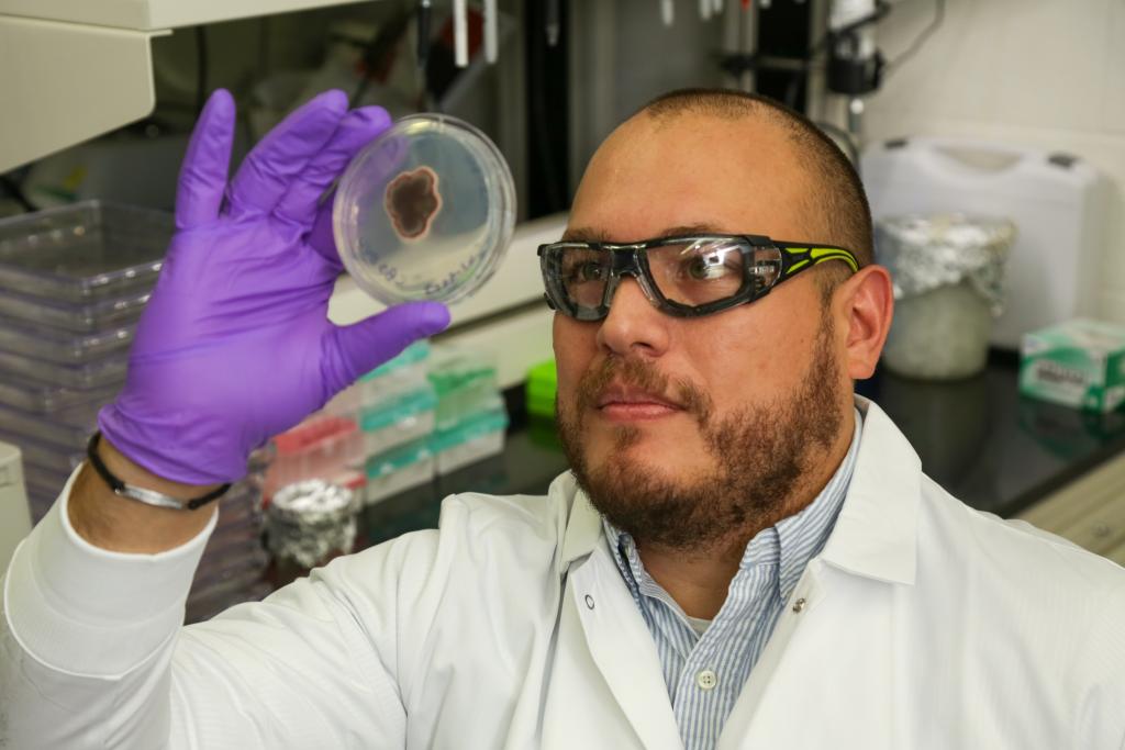 ORNL’s Tomás Rush examines a culture as part of his research into the plant-fungus relationship that can help or hinder ecosystem health. Credit: Genevieve Martin/ORNL, U.S. Dept. of Energy