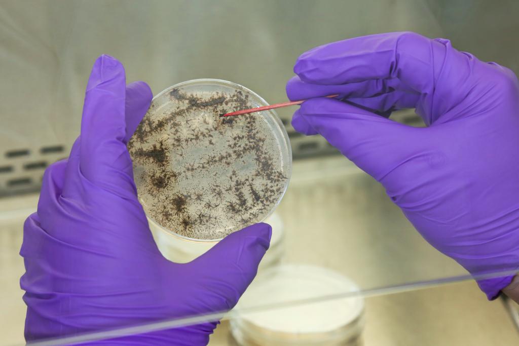 Tomás Rush analyzes a fungus culture as part of ORNL’s research for the Plant-Microbe Interfaces Scientific Focus Area. Credit: Genevieve Martin/ORNL, U.S. Dept. of Energy