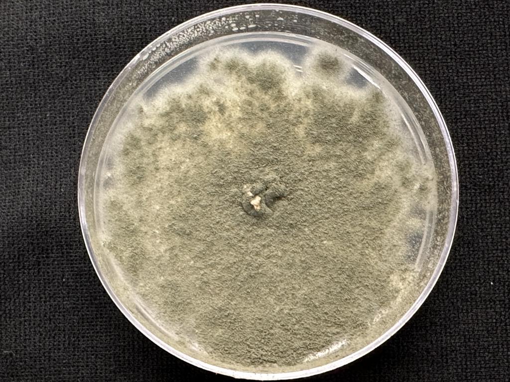 Shown here is a culture of the fungus Aspergillus fumigatus, one of several microbes being studied at ORNL for their impact on bioenergy crops such as the poplar tree. Credit: Tomás Rush/ORNL, U.S. Dept. of Energy