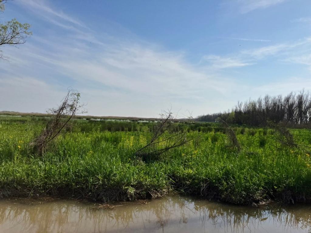 Using a better modeling framework, with data collected from Mississippi Delta marshes, scientists are able to improve the predictions of methane and other greenhouse gas emissions. Credit: Matthew Berens/ORNL, U.S Dept. of Energy