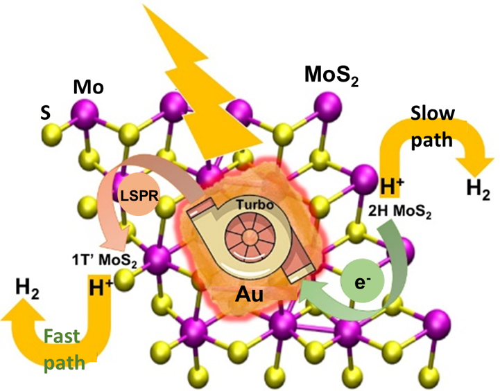 Tuning LSPRs of Au nanocages on 2D MoS2 can lead to a 40X increase in the hydrogen production rate