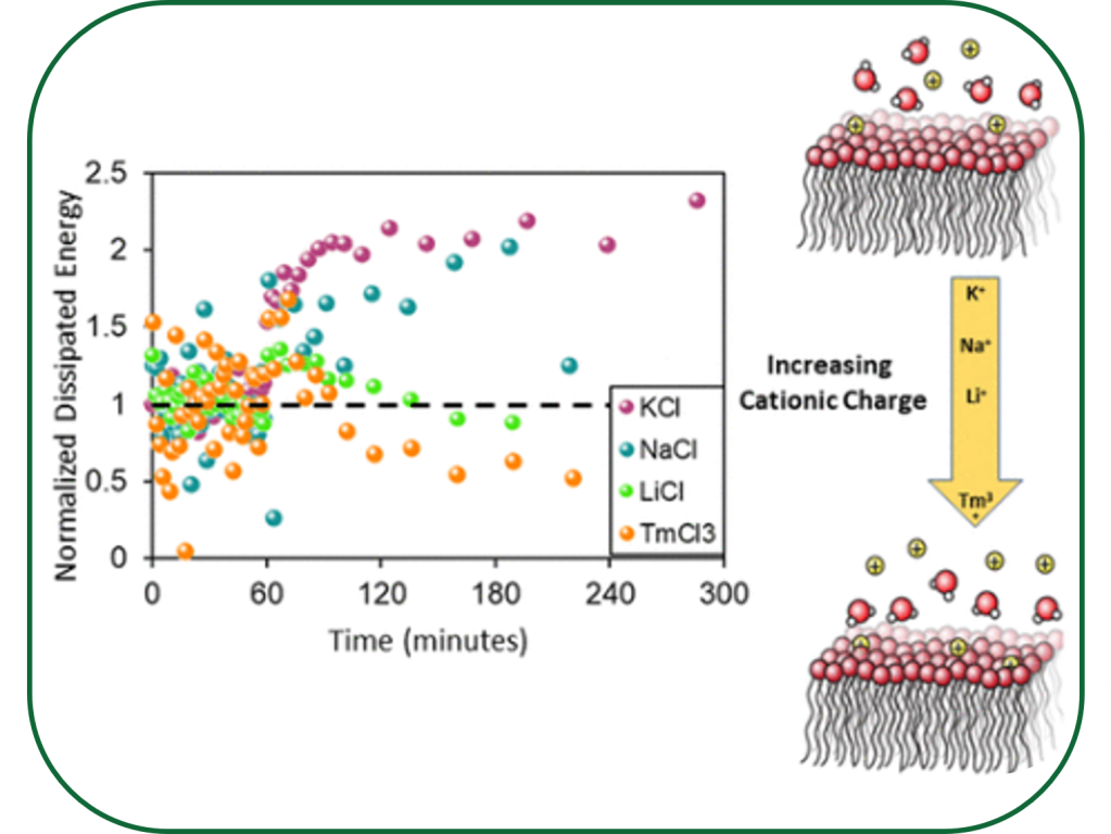 Electrical stimulation caused cation-selective orientational polarization of water dipoles at the bilayer interface