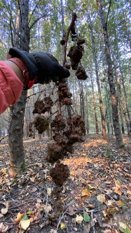 A researcher collects a root and soil sample for a multi-omics study to understand microbiome dynamics in the poplar tree. Credit: Melanie Mayes/ORNL, U.S. Dept. of Energy 