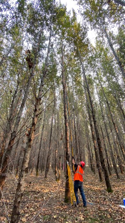 ORNL’s Chris Schadt prunes high branches from 12-year-old poplar trees in Oregon for samples as part of a multi-omics study of microbiome dynamics. Credit: Melanie Mayes/ORNL, U.S. Dept. of Energy