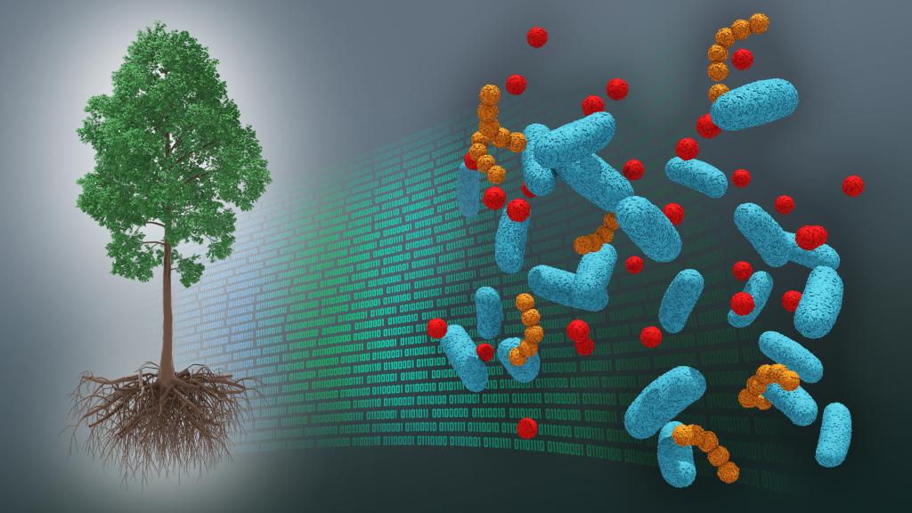 DOE national laboratory scientists led by Oak Ridge National Laboratory have developed the first tree dataset of its kind, bridging molecular information about the poplar tree microbiome to ecosystem-level processes. Credit: Andy Sproles, ORNL/U.S. Dept. of Energy