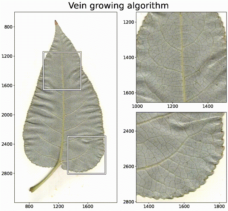 full leaf image on the left with two closeup images on the right.