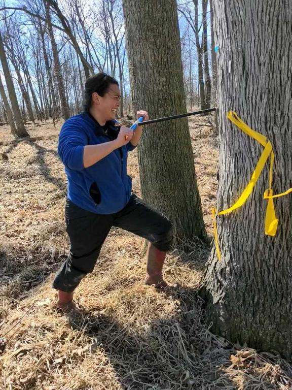 Woman is standing in the forest cutting into a core of the tree.