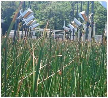 This image depicts an experiment in the middle of wetlands.