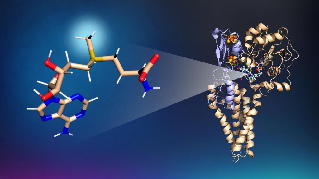 Pictured here is the The S-adenosylmethionine molecule
