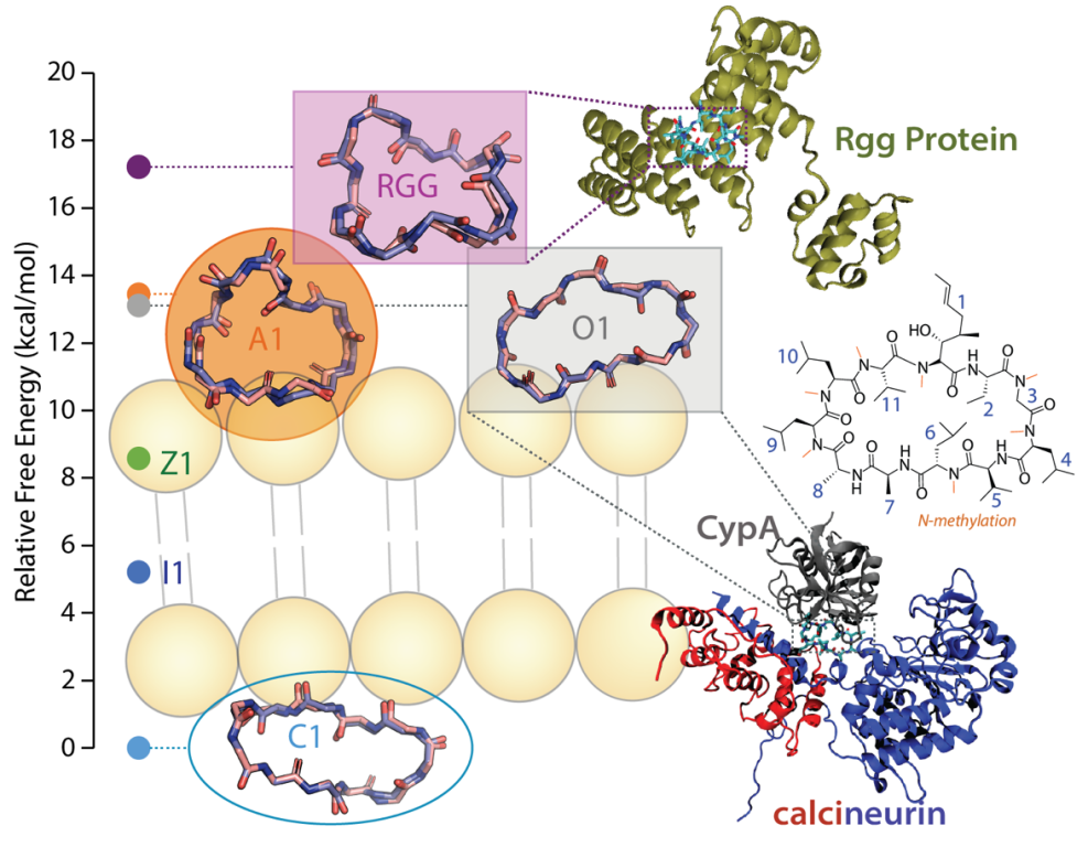 To study how the large molecule cyclosporine A succeeds at passing through cell membranes, researchers simulated how it can twist and bend in different conformations. This graphic shows the same conformations from X-ray that the team reproduced with simulations (with the predictions overlapped). It also shows the respective environments that give way to the different conformations: the conformation when it binds to the protein responsible for its immunosuppressive effect (O1), the dominant aqueous conforma