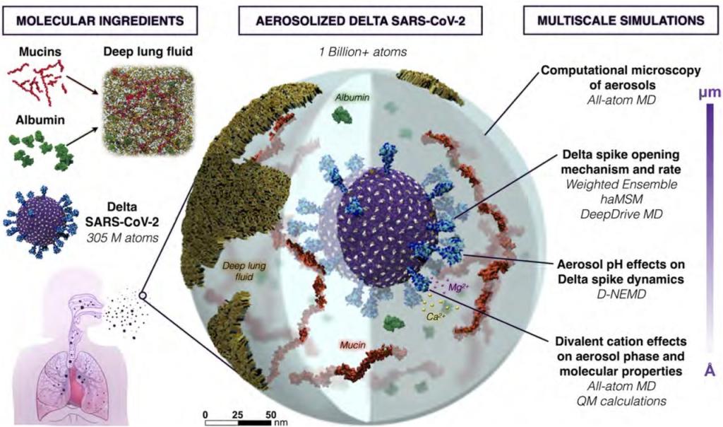 This schematic depicts the construction and multiscale simulations of Delta SARS-CoV-2 in a respiratory aerosol. It is a big circle with a smaller purple ball in the center. There are labels surrounding the round image