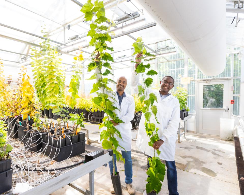 Two researchers are wearing lab coats holding two large vines of green plants. 