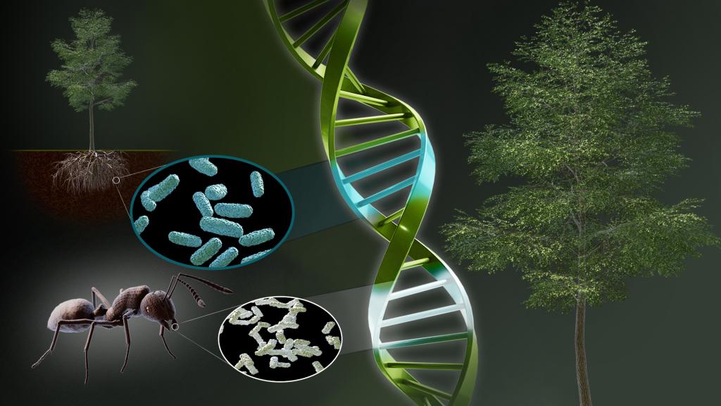 A graphical representation about a gene in a poplar tree. There is a close up of a tree to the right and the far left-top corner. There is a strand of DNA going down the middle of the image with an ant and two small circles showing the organisms inside the DNA
