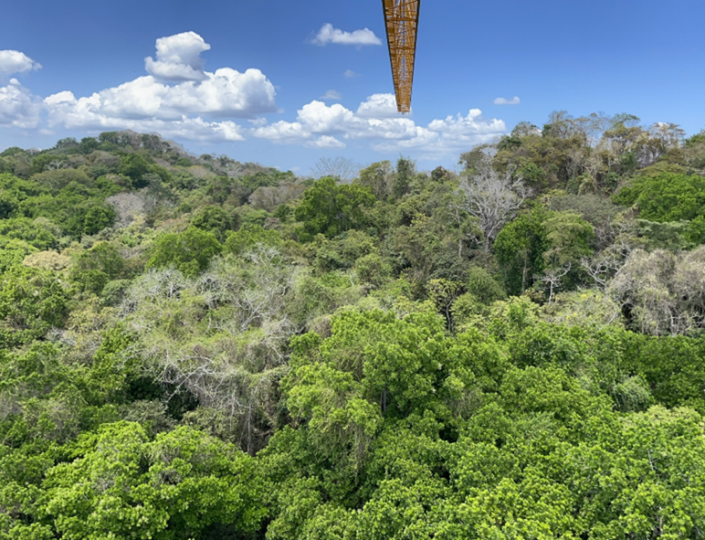 The overview of a rainforest is seen with lush green trees and a measuring tool pictured in the top middle of the photo