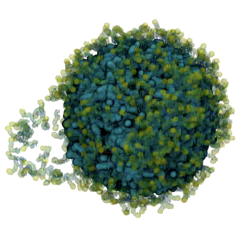 Procter & Gamble scientists used ORNL's Summit supercomputer to create a digital model of the corneal epithelium, the primary outer layer of cells covering the human eye, and test that model against a series of cleaning compounds in search of a gentler, more environmentally sustainable formula.