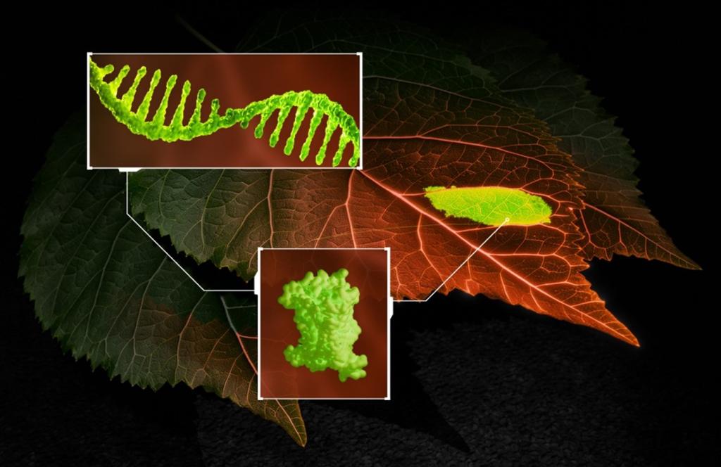 A dark amber photo of a leaf with close up photos layered over top shown in lime green