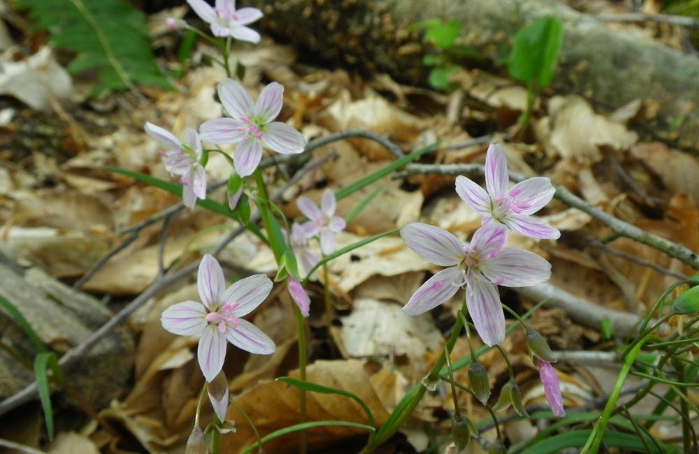 Short-leaf pink flowers with thin green steams are sprawled along the forest floor.