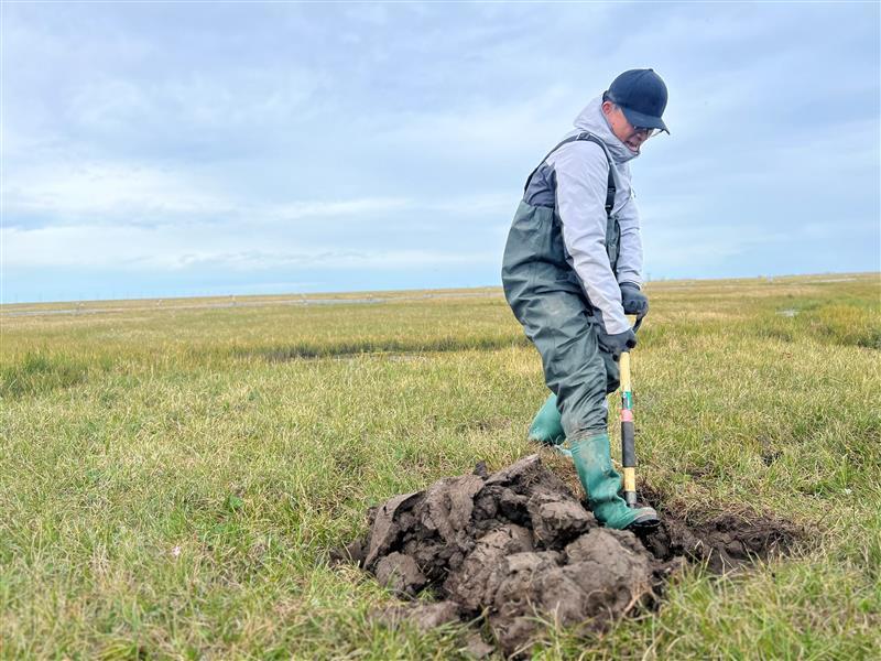Researcher in rubber boots and waders using a shovel to dig a hole for soil samples in in the Alaskan tundra