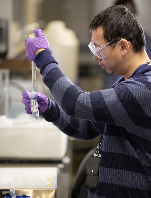researcher wearing purple gloves and safety glasses pipettes in a lab