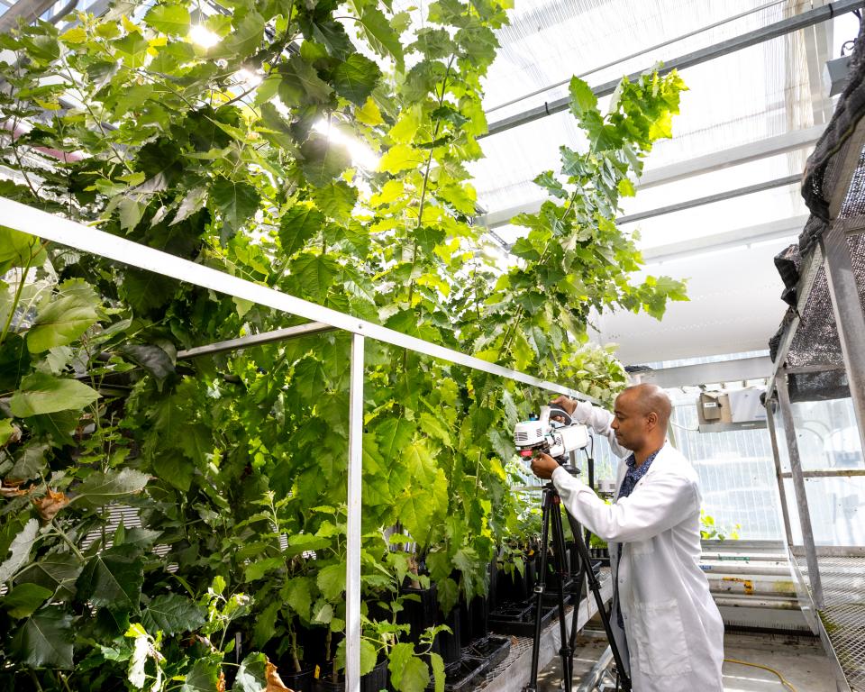 researcher in white lab coat uses high-tech equipment on plants in greenhouse