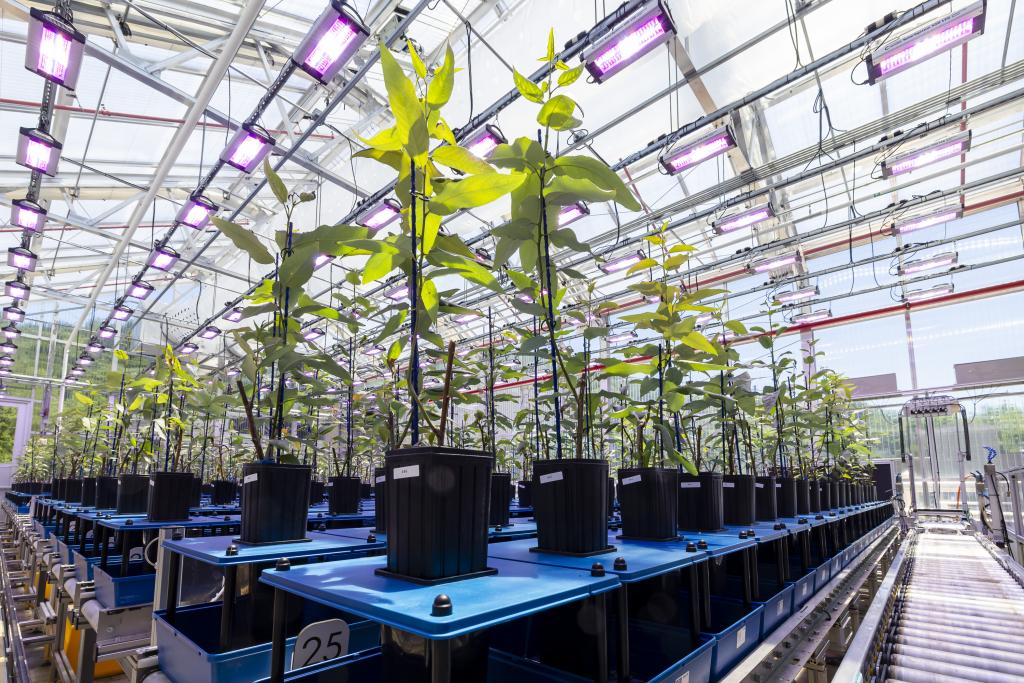 plants in a high tech greenhouse
