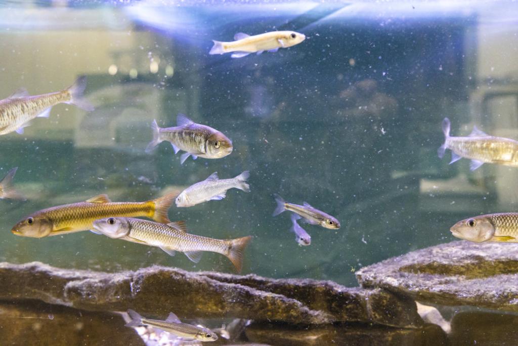 Fish under study in the ORNL Aquatic Ecology Laboratory.