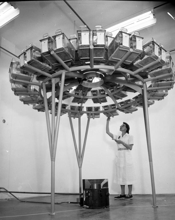 Elizabeth Kelly checks mice on curved racks that are about to be exposed to gamma radiation.