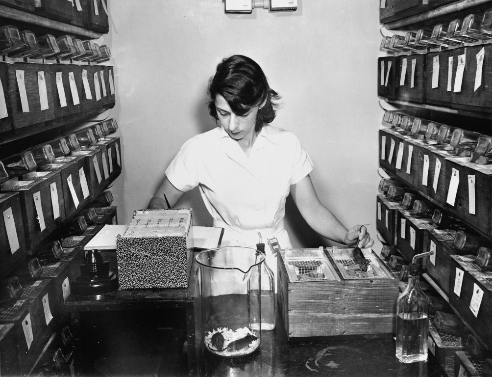 Liane Russell records birth data of mice, surrounded by cages with mice.