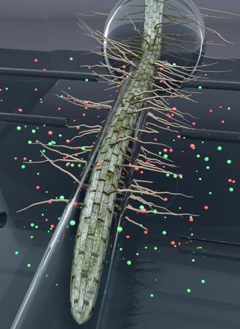 ORNL Image
