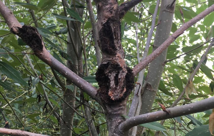 Infected Poplar