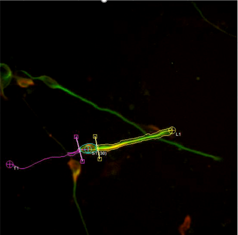 ORNL Image