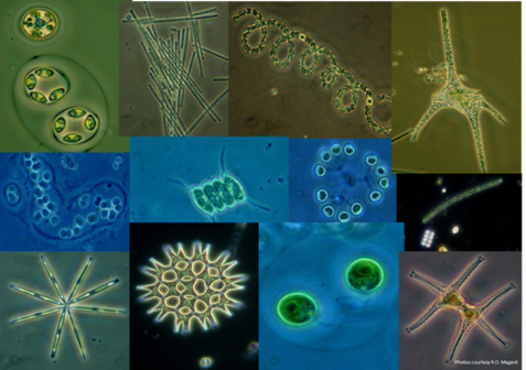 Productivity increases in algal communities when species exhibit complementary traits. Collage by Val Smith. Productivity increases in algal communities when species exhibit complementary traits. Collage by Val Smith.