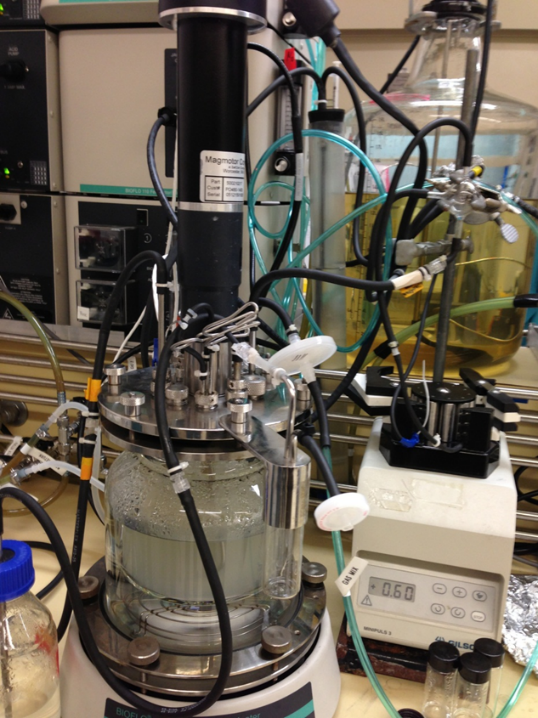 Fibrobacter succinogenes chemostat