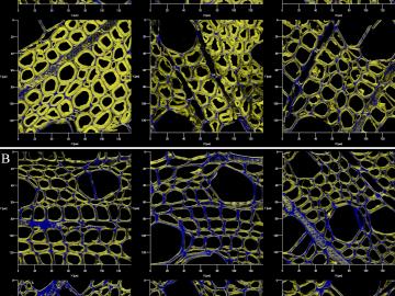 ORNL researchers used sophisticated laser scanning techniques to compare the breakdown of fermented popular (B) compared with unfermented popular (A), as they quantified, for the first time, chemical changes in the cell wall’s surface. ORNL researchers used sophisticated laser scanning techniques to compare the breakdown of fermented popular (B) compared with unfermented popular (A), as they quantified, for the first time, chemical changes in the cell wall’s surface.