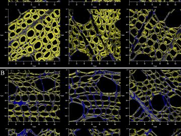 ORNL researchers used sophisticated laser scanning techniques to compare the breakdown of fermented popular (B) compared with unfermented popular (A), as they quantified, for the first time, chemical changes in the cell wall’s surface.