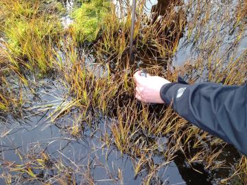 Gas bubbles are released from a saturated part of the Barrow Environmental Observatory.