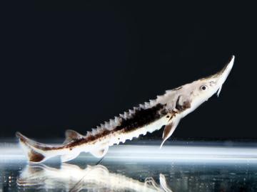 Sturgeon 
