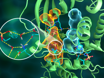 Illustration of the intricate organization of the PKA structure, wherein different parts of the protein are connected through elaborate hydrogen bonding networks (dashed yellow lines), glued together by the hydrophobic assemblies (light blue and orange volumes)—all working together to build the functional active site. Insert shows protonation of the transferred phosphoryl group (cyan mesh) and its many interactions with water and the active site amino acid residues. Credit: Jill Hemman/ORNL