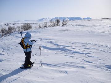 A researcher measures snow depth at the Kougarok field site.