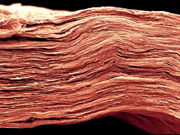In this MXene electrode, choosing the appropriate solvent for the electrolyte can increase energy density significantly. This scanning electron microscopy image shows fine features of a film only 5 microns thick—approximately 10 times narrower than a human hair. Credit: Drexel University; image by Tyler Mathis