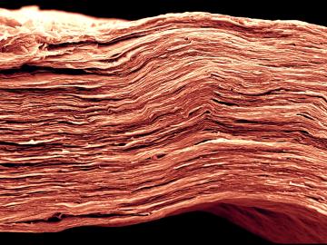 In this MXene electrode, choosing the appropriate solvent for the electrolyte can increase energy density significantly. This scanning electron microscopy image shows fine features of a film only 5 microns thick—approximately 10 times narrower than a human hair. Credit: Drexel University; image by Tyler Mathis