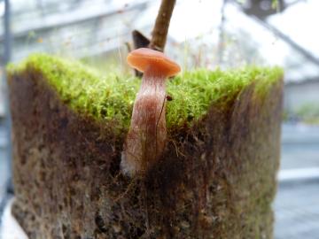 Laccaria bicolor is fruiting aboveground and colonizing the Populus deltoides plant root system belowground in a greenhouse setting. 