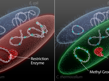 A new method uses E. coli to generate DNA with methylation patterns that target microbes recognize and accept as their own, facilitating customization of microbes for biofuels production.