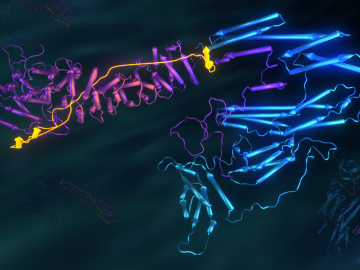 Neutrons—Insight into human tissue