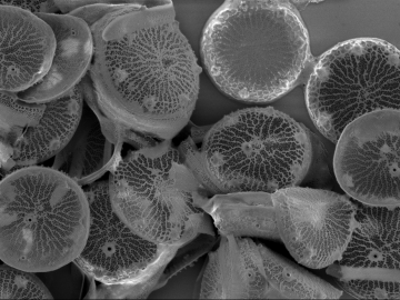 The students analyzed diatom images like this one to compare wild and genetically modified strains of these organisms. Credit: Alison Pawlicki/Oak Ridge National Laboratory, US Department of Energy.